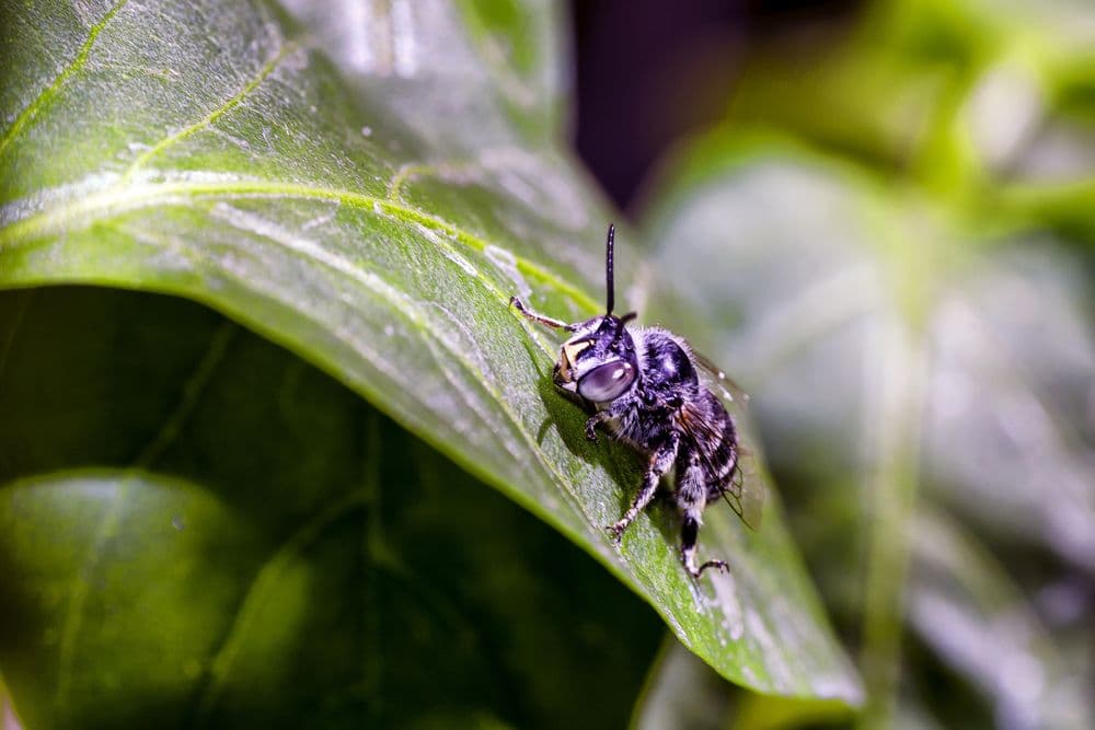 A cockroach on a green leaf